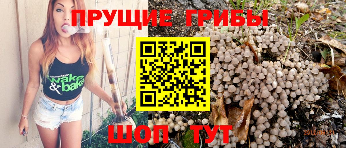 Псилоцибиновые грибы Psilocybe Россошь